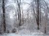 Ice On Trees